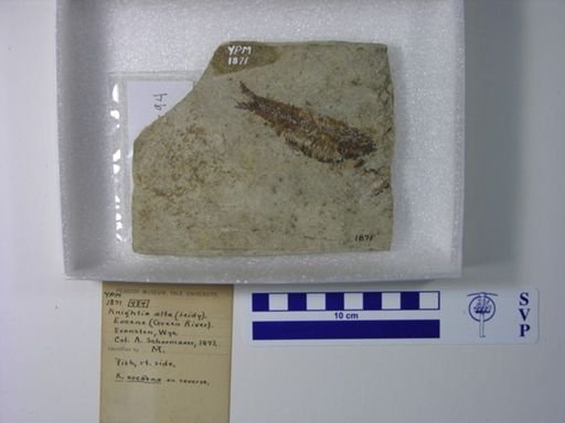 Knightia alta