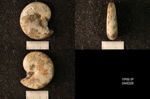 Hoploscaphites nicolletii