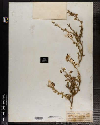 Plantae