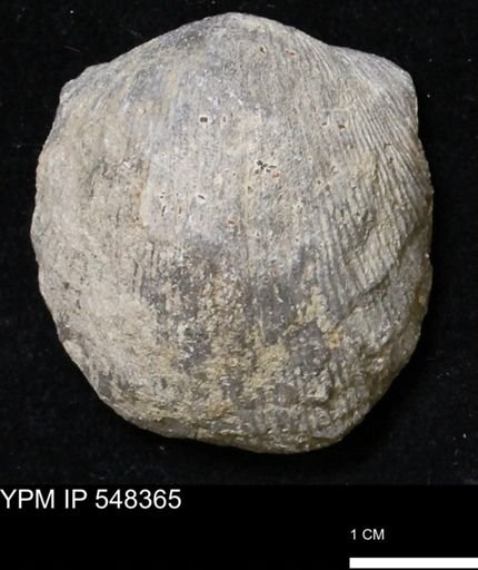 Stropheodonta navalis