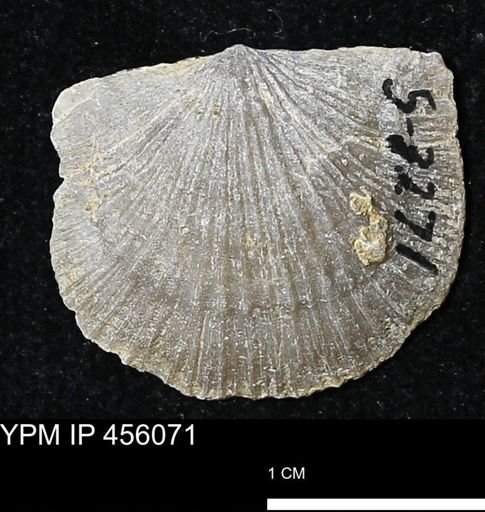 Platystrophia sp.