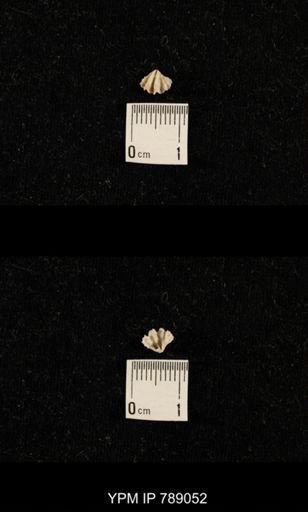 undet. Brachiopoda