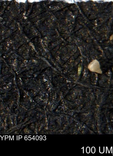 Clathrocyclas (Clathrocyclas) irrasa