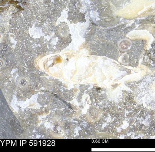 Hoploscaphites