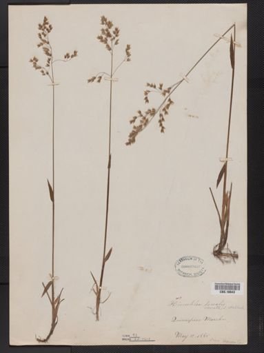 Anthoxanthum nitens
