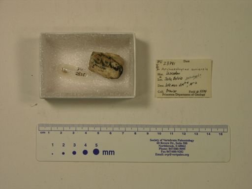 Archaeohyrax suniensis