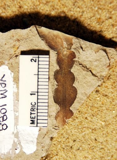 Dicroidium odontopteroides
