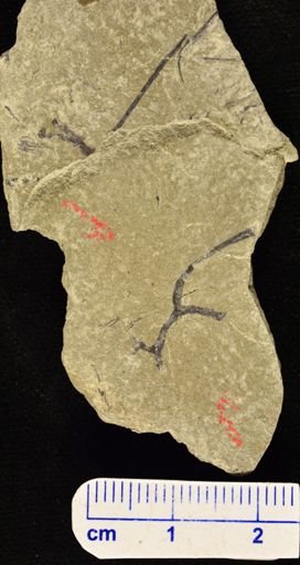 Hostinella sp.