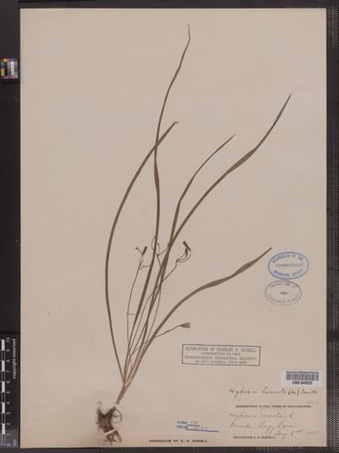 Hypoxis hirsuta