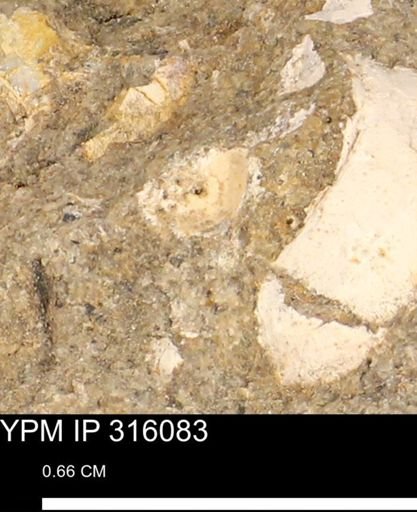 undet. Mollusca