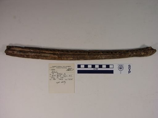 Parasuchidae