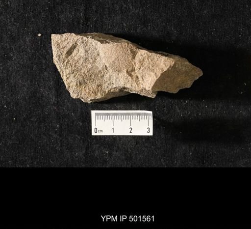 Astartella sp.