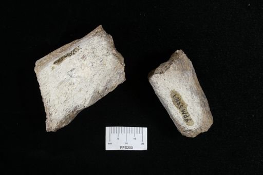 Protosphyraena sp.