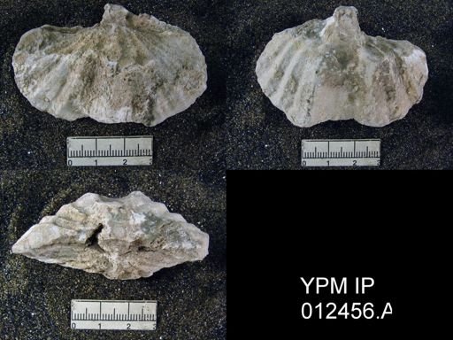 Neospirifer pseudocameratus