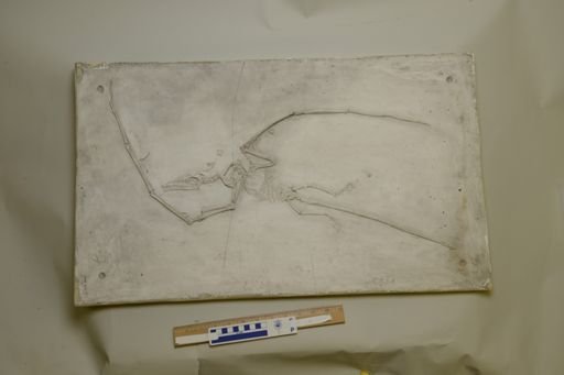 Campylognathoides liasicus