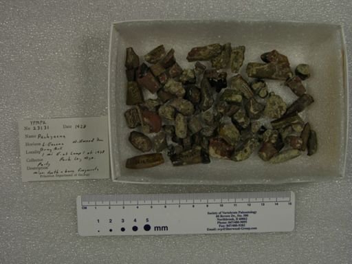 Pachyaena sp.