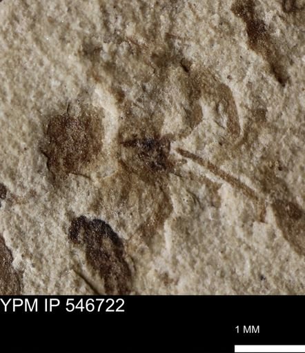 undet. Arthropoda