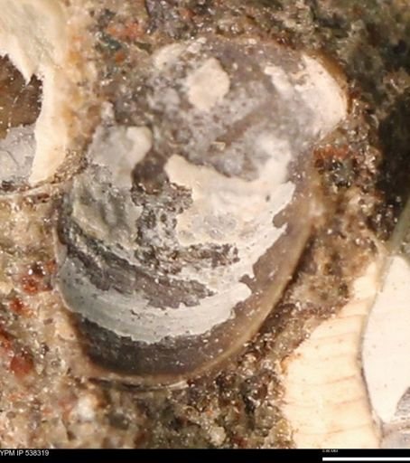 Corbulamella gregaria