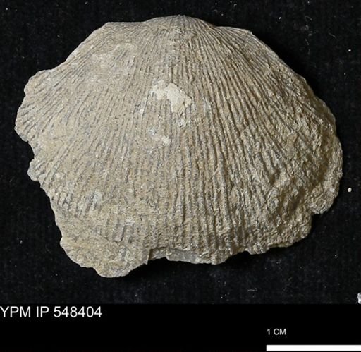 Stropheodonta callawayensis