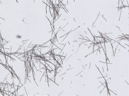 cf. Cervicornia cuspidifera