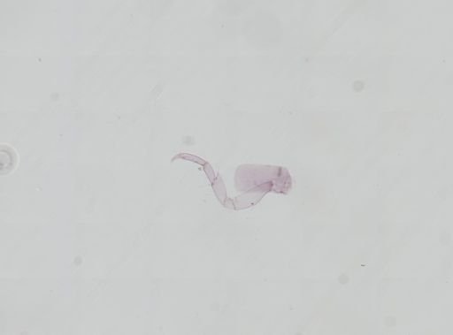Hyalella cf. azteca