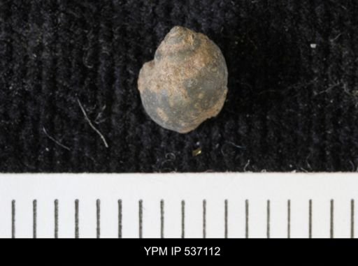 Viviparus montanaensis