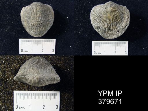 Atrypa sp.