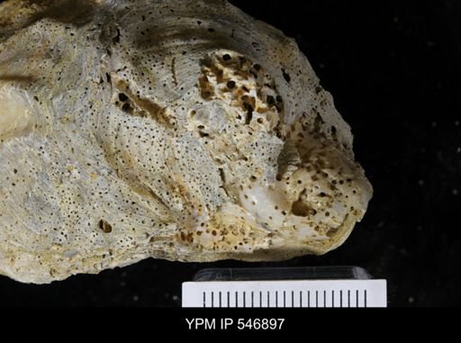 undet. Clionidae