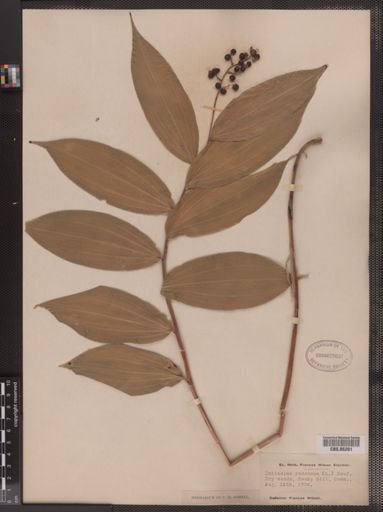 Maianthemum