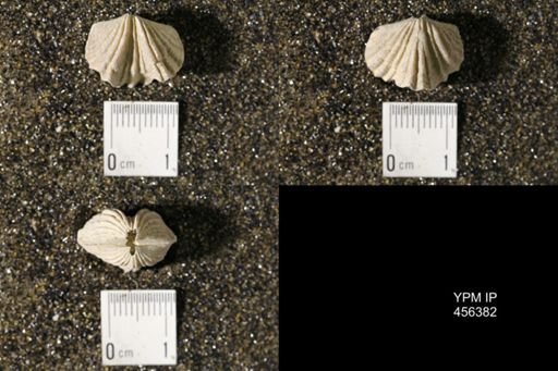 Platystrophia biforata