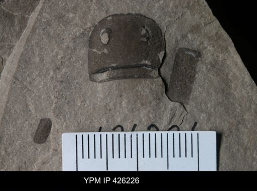 Eurypterus sp.