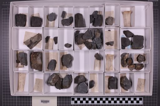 mixed taxa, stratigraphic collection