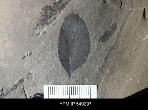 undet. Eurypterida