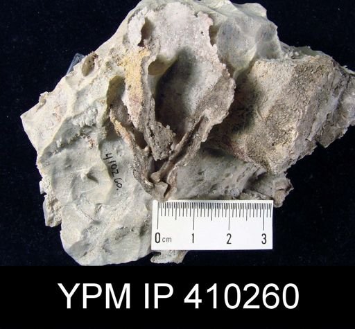 Derbya sp.