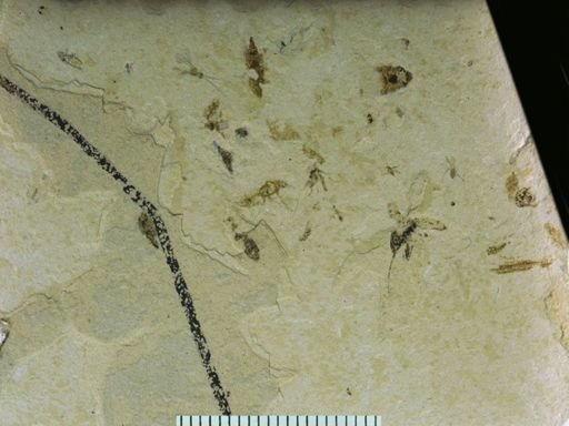 undet. Aphididae