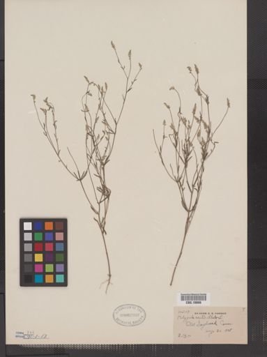 Polygala verticillata