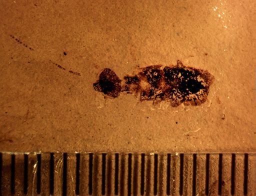 undet. Blattodea