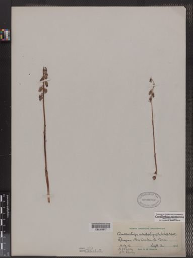 Corallorhiza odontorhiza