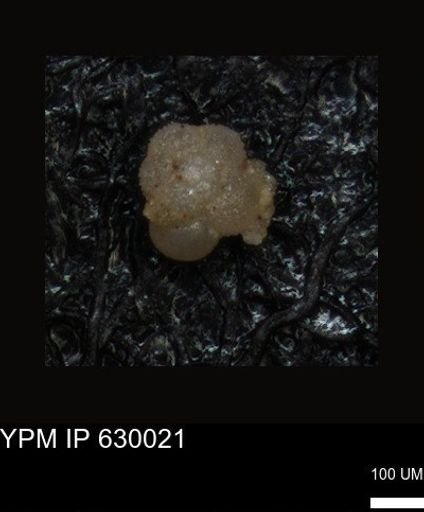 undet. Foraminiferida