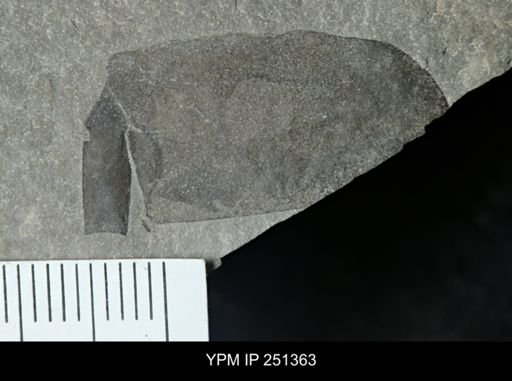 undet. Eurypterida