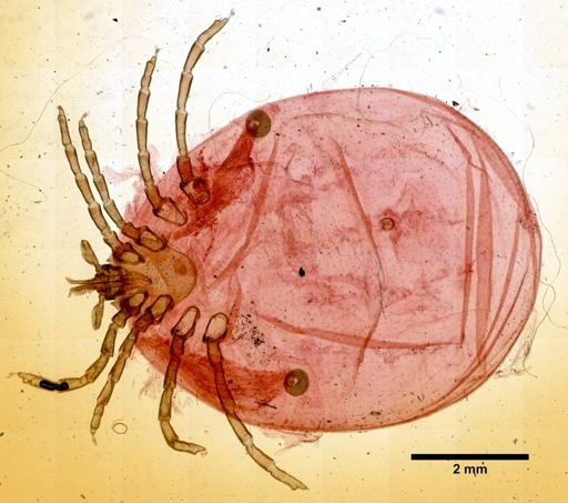 Ixodes hexagonus