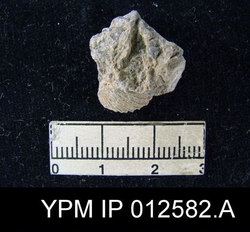 Uncinuloides guadalupensis