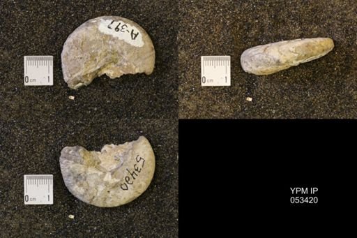 Discoscaphites conradi