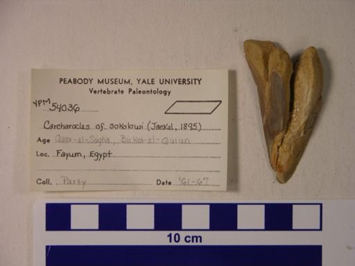 Carcharocles cf. sokolowi