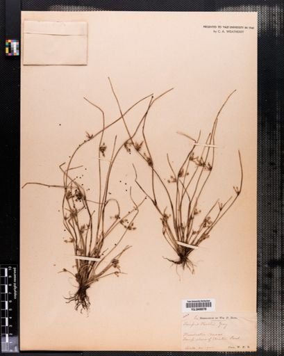 Scirpus