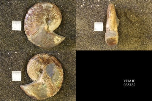 Hoploscaphites comprimus
