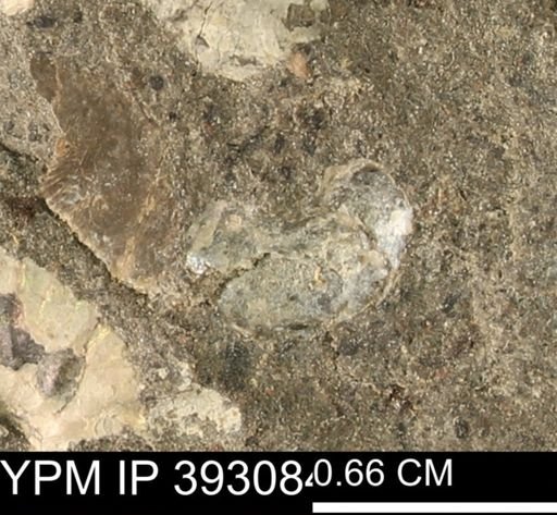 Scaphites sp.