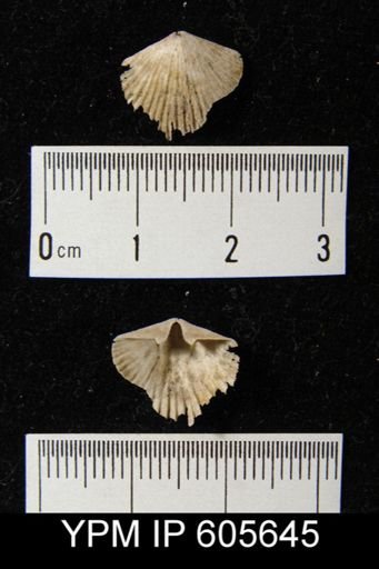 Hesperorthis sp.