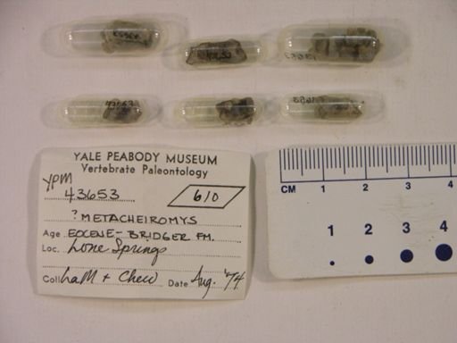 Metacheiromys?