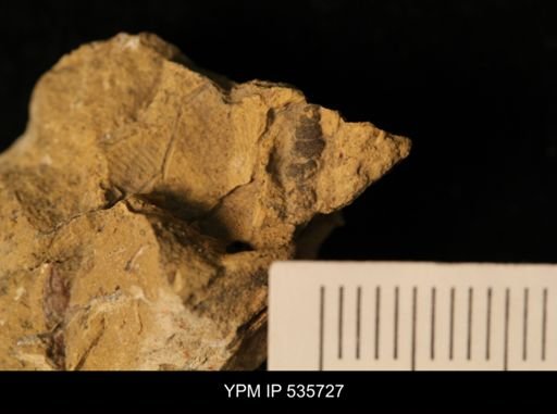 undet. Gastropoda